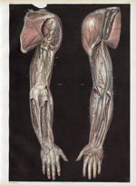 Planche 9 - Anatomie chirurgicale. Loges musculaires, aponévroses, vaisseaux et nerfs du membre thor [...]