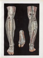 Planche 12 - Anatomie chirurgicale. Loges musculaires, aponévroses, vaisseaux et nerfs de la jambe e [...]