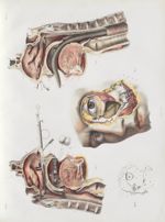 Planche 1 - Anatomie chirurgicale des cavités de la face - Traité complet de l'anatomie de l'homme,  [...]