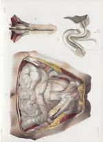 Planche 52 - Anatomie chirurgicale des voies urinaires dans l'homme - Traité complet de l'anatomie d [...]
