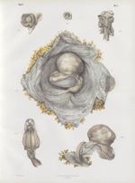 Planche 6 - Embryogénie. Espèce humaine. Dessins de l'ouvrage de M. Coste (Texte de M. le Docteur Ge [...]