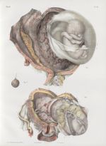 Planche 10 - Embryogénie. Suite du développement du foetus humain. Dessin et texte de M. Gerbe, d'ap [...]