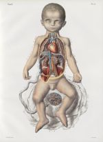 Planche 12 - Vue d'ensemble représentant la circulation chez le foetus - Traité complet de l'anatomi [...]