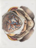 Planche 13 bis - Vue du placenta et des vaisseaux ombilicaux - Traité complet de l'anatomie de l'hom [...]