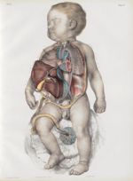 Planche 14 - Vue d'ensemble de la circulation foetale - Traité complet de l'anatomie de l'homme, par [...]