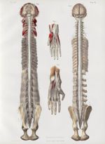 Planche 14 ter - Vue d'ensemble du système nerveux encéphalo-rachidien chez le singe. (Pithèque ou s [...]