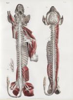 Planche 15 - Système nerveux du chien - Traité complet de l'anatomie de l'homme, par les Drs Bourger [...]