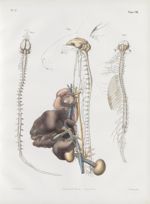 Planche 17 - Système nerveux de l'écureuil et du lapin. (Rongeurs) - Traité complet de l'anatomie de [...]