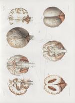 Planche 20 bis - Système nerveux encéphalique du phoque (Carnassier amphibie) et du marsouin (Cétacé [...]