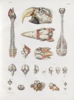 Planche 21 - Système nerveux central des oiseaux - Traité complet de l'anatomie de l'homme, par les  [...]