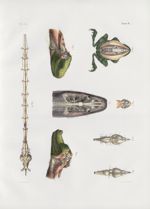 Planche 22 - Système nerveux chez les reptiles de différents ordres - Traité complet de l'anatomie d [...]