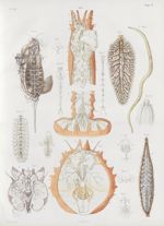 Planche 24 - Système nerveux chez les annélides, les crustacés et les insectes - Traité complet de l [...]