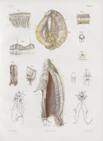 Planche 25 - Ensemble du système nerveux chez les mollusques - Traité complet de l'anatomie de l'hom [...]