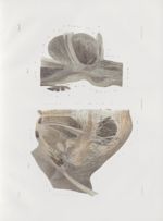 Planche 35 - Anatomie microscopique. Origine des nerfs dans le pont de Varole. D'après Stilling. Gro [...]