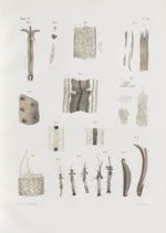 Planche 41 - Anatomie microscopique des poils et des ongles - Traité complet de l'anatomie de l'homm [...]