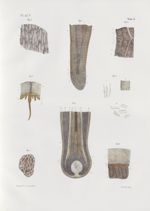Planche 42 bis - Anatomie microscopique. Structure des ongles, des cheveux, des os et de la peau. D' [...]
