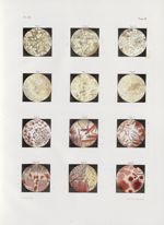 Planche 58 - Anatomie microscopique. Du sang. D'après Otto Funke - Traité complet de l'anatomie de l [...]