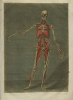 Le dernier ordre de muscles, qui se trouve sous ceux qui ont été décrits - Cours complet d'anatomie  [...]