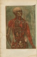Angéologie de la tête, de la poitrine, du bas-ventre, & des extrémités supérieures - Anatomie des pa [...]