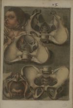 Pl. X. Coupe de la simphise II planche [Détail de l'os du bassin] - Anatomie des parties de la génér [...]