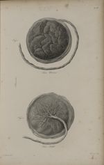 Pl. XIX. - Placenta. Fig. 1. - Face utérine / Fig. 2. - Face fœtale - Nouvelles démonstrations d'acc [...]