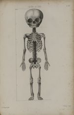 Pl. XXII. - Squelette de fœtus - Nouvelles démonstrations d'accouchemens