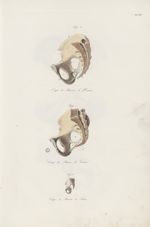 PL. III. Fig. 1 - coupe de bassin d'homme / Fig. 2 - coupe de bassin de femme / Fig. 3 - coupe de ba [...]