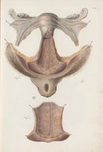 PL. XII. Fig. 1 - [dissection appareil génital féminin] / Fig. 2 - [intérieur du vagin mis à découve [...]