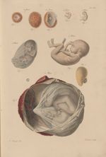PL. XVII - [évolution du foetus]. Fig. 1 - 15 jours / Fig. 2-Fig. 3 - 21 jours  / Fig. 4 - 45 jours  [...]