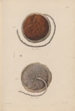 PL. XIX - placenta. Fig. 1 - face utérine / Fig. 2 - face foetale - Nouvelles démonstrations d'accou [...]