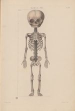 PL. XXII - squelette de foetus - Nouvelles démonstrations d'accouchements