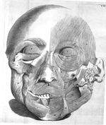 Musculi faciei - Observationes anatomicae Jo. Dominici Santorini, ...
