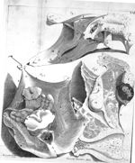 Fig. 1. Virginis 16 annos natae naturalia suis in sedibus haerentia / Fig. 2. Ossa pubis, ilei, isch [...]