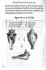 Figure des os de la tête - Hippostologie, c'est à dire Discours des os du cheval, par M. Jehan Héroa [...]