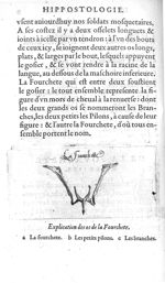 La Fourchette - Hippostologie, c'est à dire Discours des os du cheval, par M. Jehan Héroard, conseil [...]