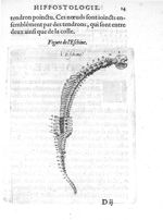 Figure de l'eschine - Hippostologie, c'est à dire Discours des os du cheval, par M. Jehan Héroard, c [...]
