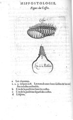 Figure du coffre - Hippostologie, c'est à dire Discours des os du cheval, par M. Jehan Héroard, cons [...]