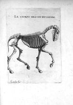 Le corps des os du cheval - Hippostologie, c'est à dire Discours des os du cheval, par M. Jehan Héro [...]