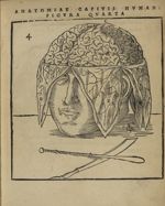 Figura quarta - Anatomia capitis humani, in Marpurgensi Academia superiori anno publice exhibita, pe [...]