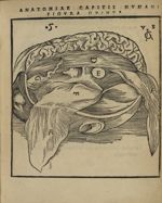 Figura quinta - Anatomia capitis humani, in Marpurgensi Academia superiori anno publice exhibita, pe [...]