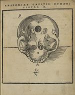 Figura IX - Anatomia capitis humani, in Marpurgensi Academia superiori anno publice exhibita, per Jo [...]