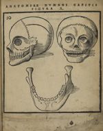 Figura X - Anatomia capitis humani, in Marpurgensi Academia superiori anno publice exhibita, per Joh [...]