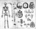 Table des os. Fig. I. Squelette, c'est à dire tous les os du corps d'un homme de moyen âge / Fig. II [...]