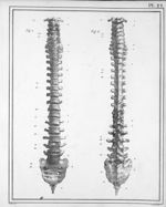 Fig. 1 et 2. Colonnne vertébrale avec le sacrum et le coccyx - Manuel d'anatomie descriptive du corp [...]
