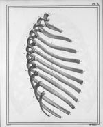 Fig. 1. Douze côtes du côté gauche - Manuel d'anatomie descriptive du corps humain, représentée en p [...]