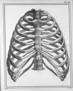 Le thorax ou la poitrine d'un homme adulte - Manuel d'anatomie descriptive du corps humain, représen [...]