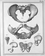 Fig. 1 et 2. Bassin d'une femme de trente ans / Fig. 3. Sacrum et coccyx d'un foetus de huit mois /  [...]