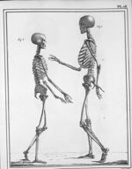 Fig. 1 et 2. Deux squelettes d'homme et de femme figurés dans les planches précédentes - Manuel d'an [...]