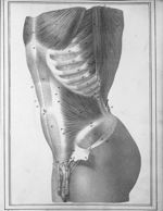 Muscle petit oblique de l'abdomen du côté gauche - Manuel d'anatomie descriptive du corps humain, re [...]