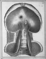 Muscle diaphragme, vu par sa face intérieure - Manuel d'anatomie descriptive du corps humain, représ [...]